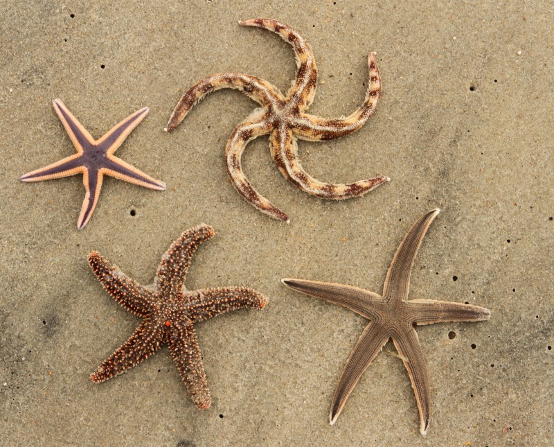 Common Sea Star