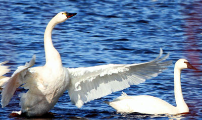 tundra swan, birds, pocosin refuge