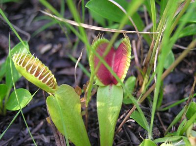 holly shelter Venus flytrap