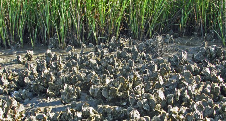 oysters near marsh