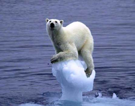 polar bear sea-level-rise