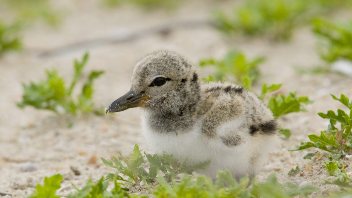 American-oystercatcher-audubon