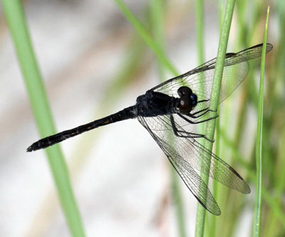 cedar-island-Seaside-Dragonlet-male, dragonfly