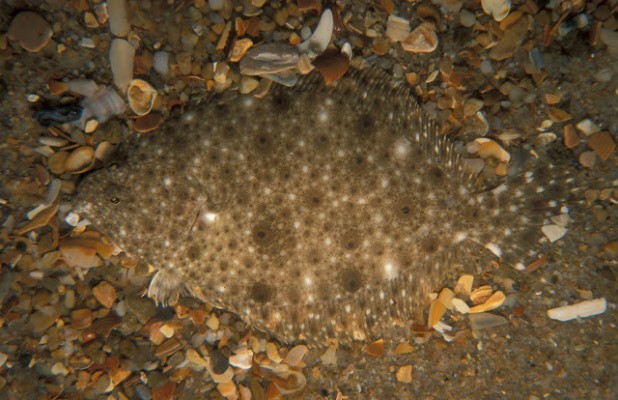 blackwood-flounder