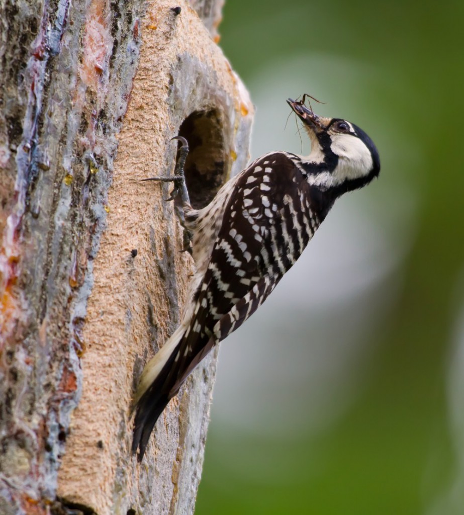 red cockaded woodpecker