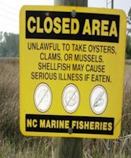 Stormwater runoff from heavy rainfalls often lead to closures of shellfishing areas. File photo