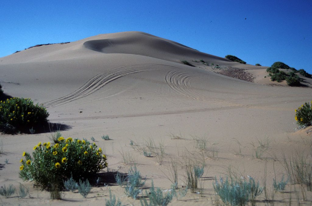 The massive dune at Jockeys Ridge State Park. File Photo