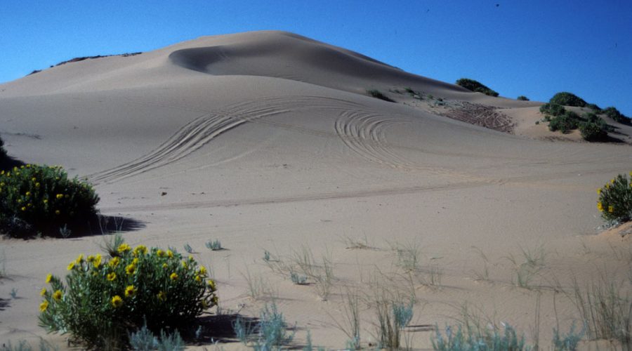 The massive dune at Jockeys Ridge State Park. File Photo