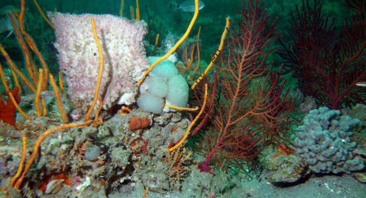 Sponges, soft corals and other invertebrates similar to those found in the Caribbean can be found on the reefs offshore of North Carolina. Photo: NOAA