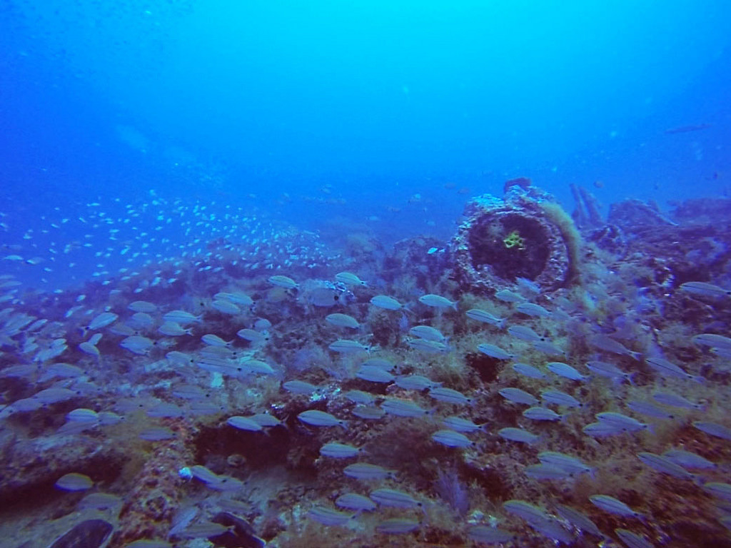 The Tropical Reefs of North Carolina? Coastal Review