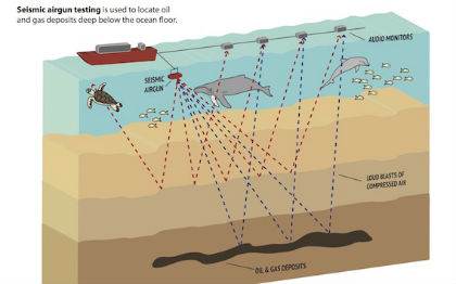This graphic shows how seismic airgun testing is used to locate oil and gas deposits deep below the ocean floor. Graphic: Oceana