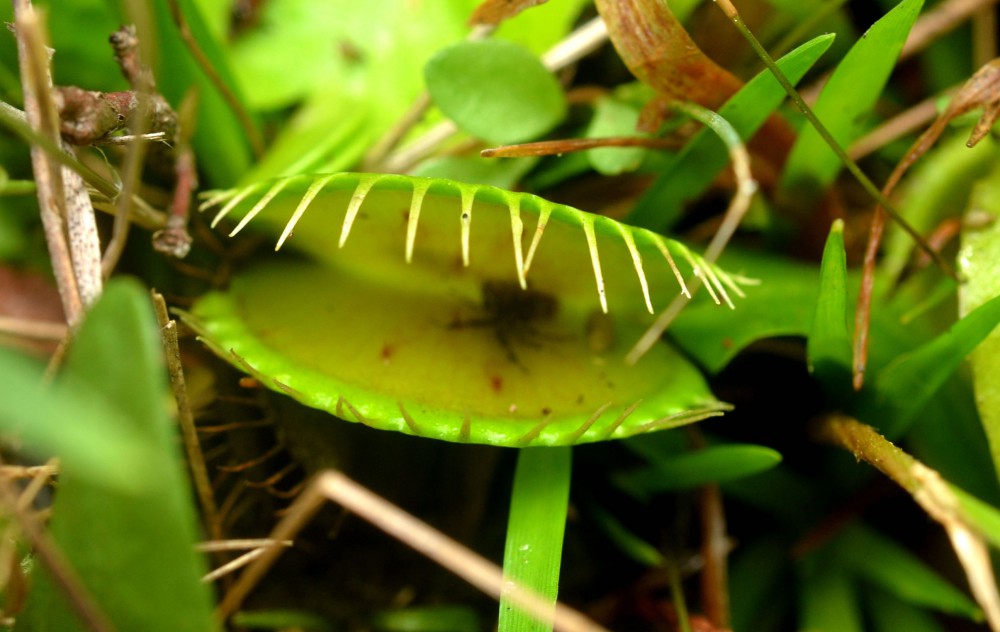 Venus flytrap. Photo: File