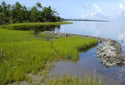 By growing marsh seedlings in large quantities, Carlton Campbell made large-scale restoration projects possible. Photo: N.C. Coastal Federayion