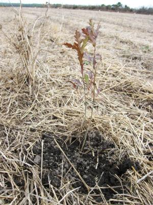 A tree sapling planted on the flat farm fields of North River Farms. The N.C. Coastal Federation will soon plant 300,000 trees to complete its restoration of the farm to its natural wetlands habitat. The trees will help absorb stormwater runoff and provide habitat for wildlife. 