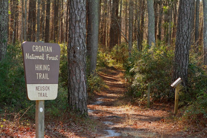 The Neusiok Trail's northern starting point is here in the Croatan Nation Forest at Pine Cliffs. Photo: Sam Bland 