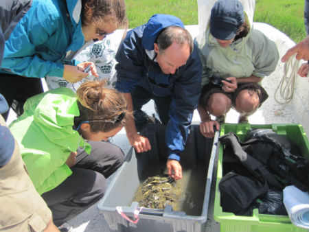 Sam Bland, a naturalist with the N.C. Coastal Federation, teaches interns about some of the marine life found in local waters.