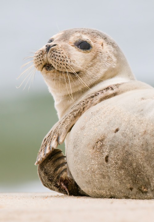 Harbor seal pup in Carova Beach, N.C. Photo: Jared Lloyd