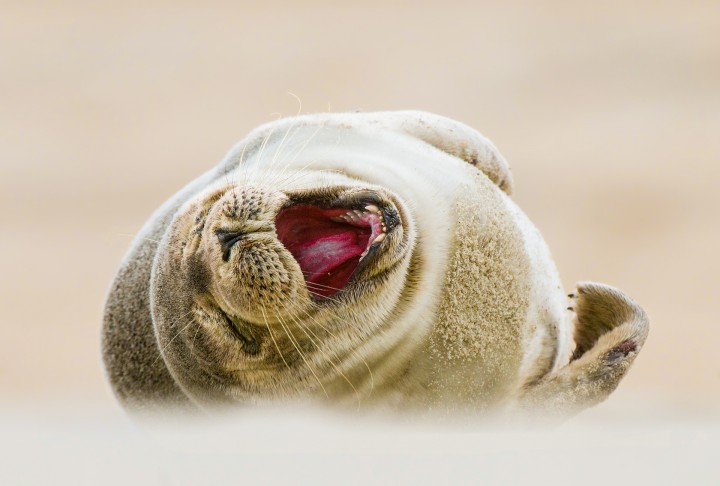 Wildlife photographer and writer Jared Lloyd captured this shot of a harbor seal pup in Duck, N.C. Photo: Jared Lloyd