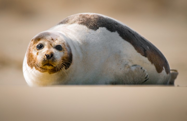 An adult harp seal in Carova, N.C. The colony of seals appearing in North Carolina is the southernmost known in the Atlantic, and very little is known about the ecology and population biology of these animals, says biologist Johnson. "These are important questions in the context of climate change, as these animals are found at the southernmost limits of their thermal tolerance,” said Johnston. Furthermore, “This area is also the focus of upcoming construction which could impact these animals.” Photo Jared Lloyd. 