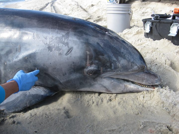 Nets killing off 10 dolphin, porpoise species