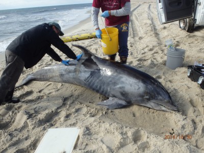 Fishing line is a death trap for coastal wildlife — Save Coastal Wildlife