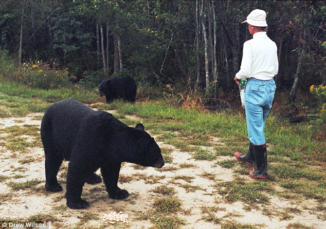 Grayson would walk along a logging road and call in a sing-song voice to feed the bears, sometimes from the palm of her hand. Grayson became a fierce advocate and protector of the bears, constantly on the lookout for poachers and hunters. Photo: Drew Wilson.