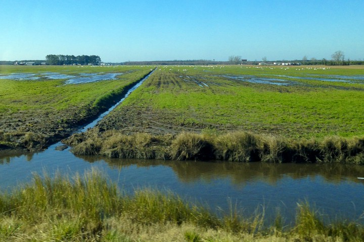 Here is an example of the ditches and canals seen on U.S. 264 in Hyde County, near Lake Mattamuskeet. Saltwater can creep further back inland via this drainage network. Photo by Julia Soplop.