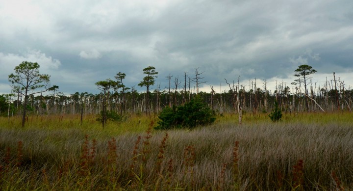 Ghost forest. Photo: Tess Malijenovsky