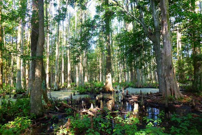 forested wetlands