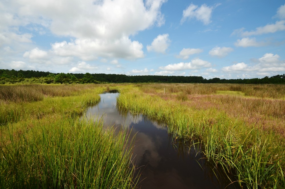 N.C. Shellfish Sanitation partnered with the N.C. Coastal Federation on a wetlands-restoration project at North River Farms in Carteret County with federal funding. 