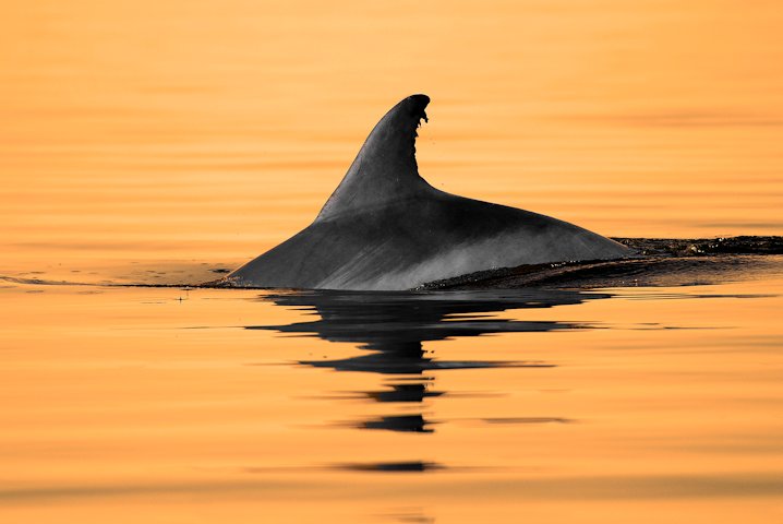Mammals, such as dolphins, whales, seals and sea lions have developed specialized kidneys just for solving the problem of salt. Photo: Jared Lloyd