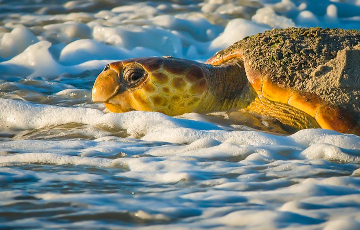 Th great ocean sea turtles excrete salt from the supraorbital gland in the form of gelatinous saline infused tears. Photo: Jared Lloyd