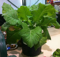 This pretty collard plant was exhibited at the Onslow County Fair. Photo: Liz Biro