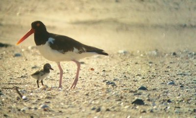 An American oystercatcher and her chick are a lot safer at Fort Fisher State Recreational Area these days. Photo, Jaymie Reneker