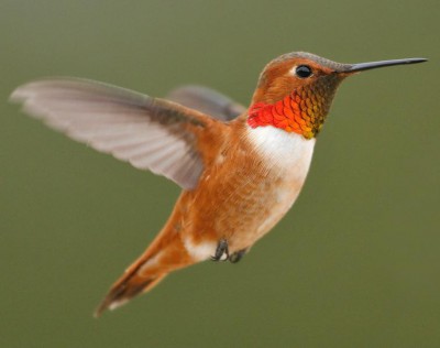 The rufous hummingbird is a western species. Photo: Brian E. Small.