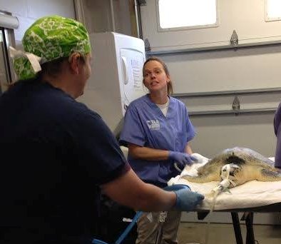 Fin, a loggerhead turtle, awaits surgery at the STAR Center at the N.C. Aquarium on Roanoke Island to fix a gash caused by a boat propeller. Photo: NEST