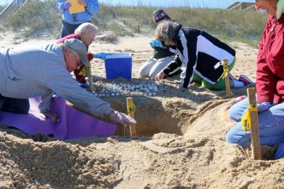 Volunteers with the Network for Endangered Sea Turtles, or NEST, in November removed eggs from this nest that was dug too late to hatch naturally. The eggs were placed in incubators. Photo: NEST