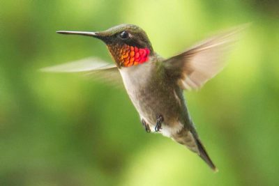 Ruby-throated hummingbirds, like this one, usually fly south the Mexico or Central America for the Winter, but more and more they're being spotted on the N.C. coast. Photo: Louise McLaughlin, National Park Service