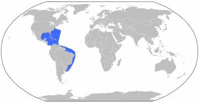 The general distribution of the Scotch bonnet, a tropical snail that prefers warm waters.