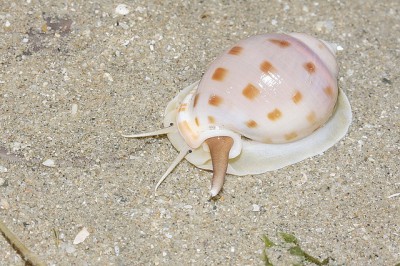 A live Scotch bonnet gastropod, or snail seen in Sanibel Island, Fla.