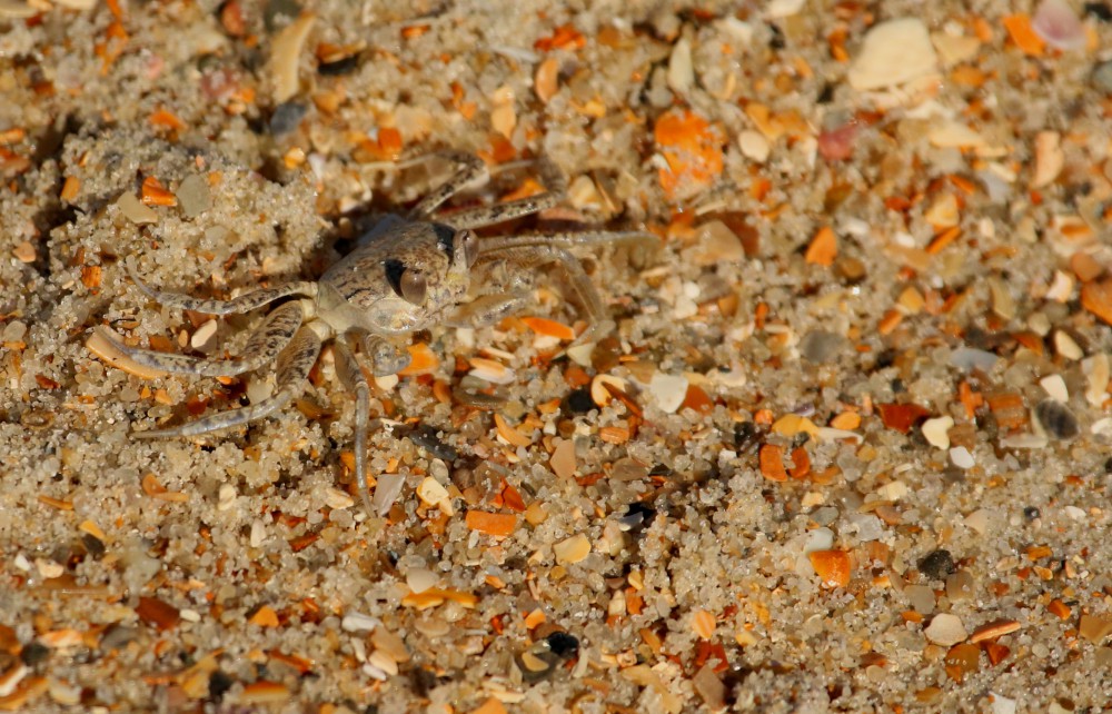 While setting up my tent I thought I saw something quickly dart across the sand and disappear. Upon investigation, I located a tiny baby ghost crab expertly camouflaged among the sand and broken fragments of sea shells. In 1940, a biologist once described this creature as “an occult, secretive alien from the ancient depths of the sea.”