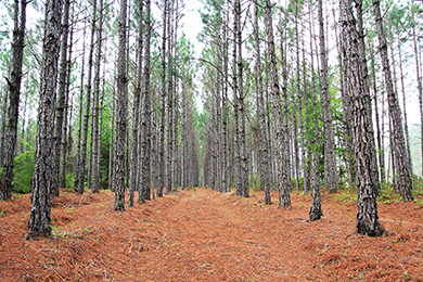 Apple and The Conservation Fund are protecting more than 36,000 acres of working forests in Brunswick County. Photo by Whitney Flanagan, The Conservation Fund.
