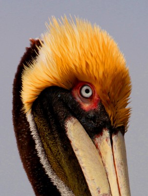Brown pelican. Photo: Sam Bland