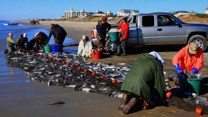 Locals of the North Carolina's central coastline work together in a time-old method of catching mullet. Photo: Sam Bland