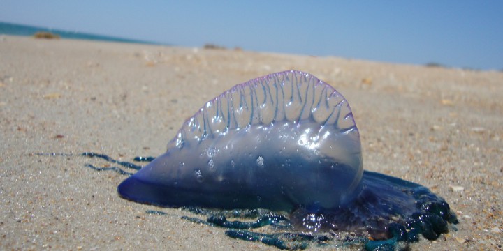 The Portuguese man-of-war is a jellyfish-like animal that can inflict painful stings upon humans. Photo: © Avian-Cetacean Press