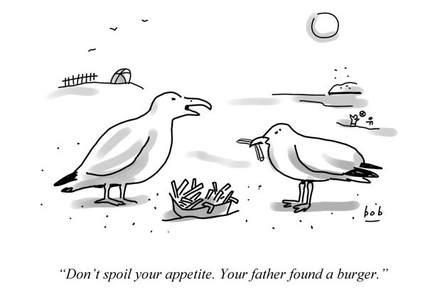 Seagulls appetite
