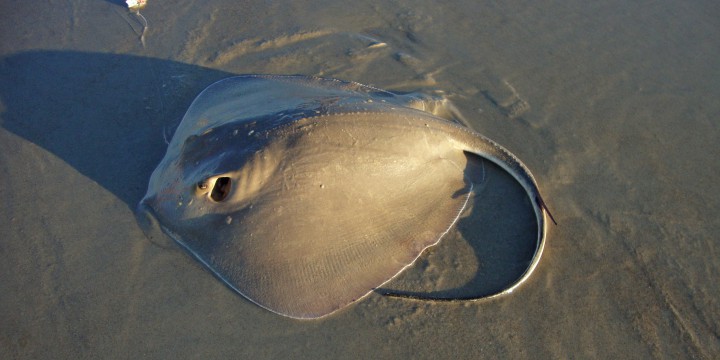 Intense pain results from stingray injuries. Photo: © Avian-Cetacean Press