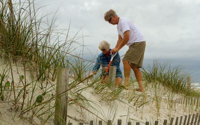 Volunteers help plant sea oats to protect the dunes on Emerald Isle's beaches. The effort is part of the town's Save the Dunes Initiative. Photo: Kevin Geraghty