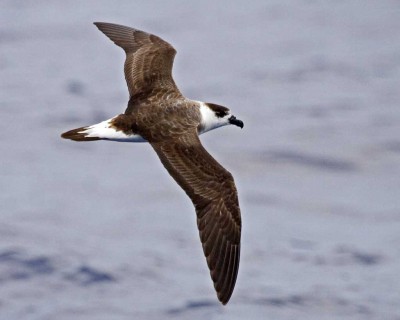 The black-capped petrel  forages off the Atlantic coast from North Carolina to Florida. They were once believed to be extinct, but a few breeding colonies remain in the Caribbean. Photo: The Audubon Society