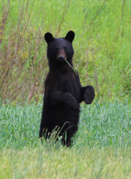 A new festival set for this weekend in Plymouth celebrates black bears, including this cub strolling on two legs. Photo: Sam Bland